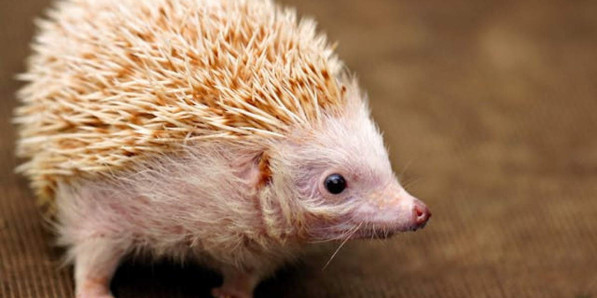 Humane Tips For Removing Wildlife From Backyard Locations