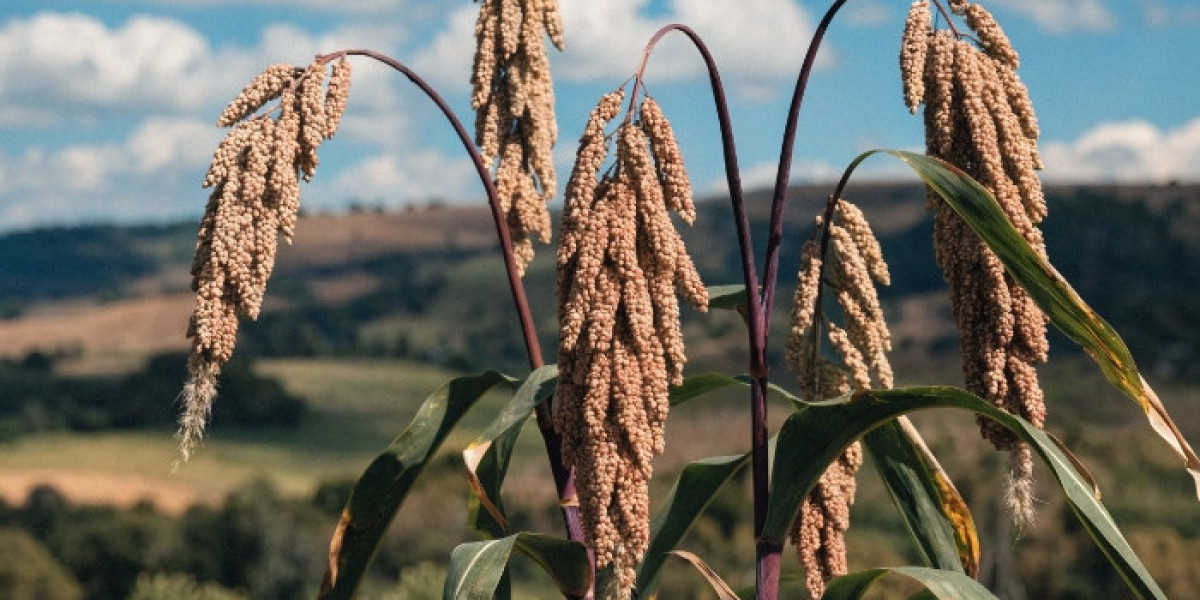 Sorghum Price Index Q3 2025: Market Insights, Trend & Forecast