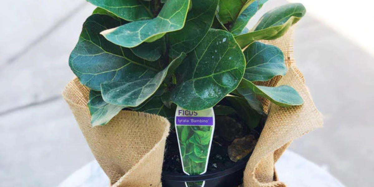 Plant Delivery Melbourne: A Complete Guide