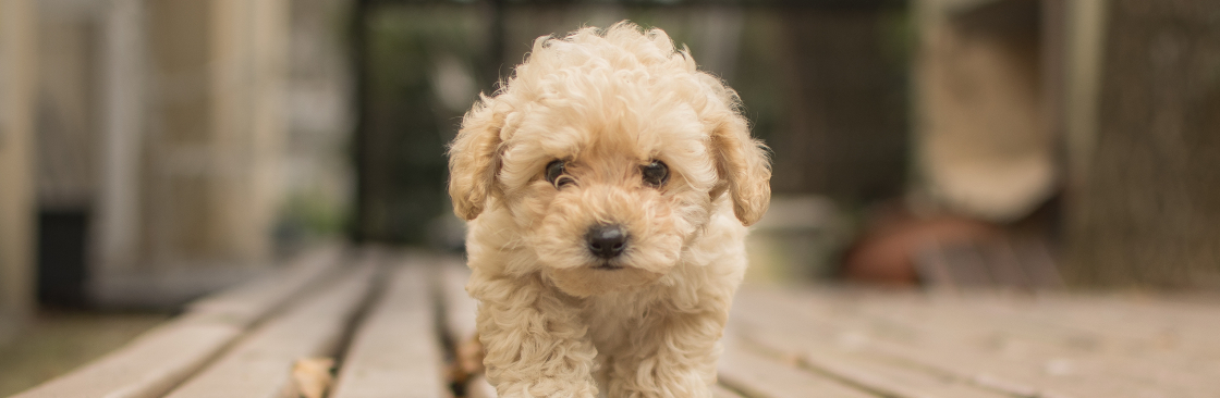 Teddy Pupss