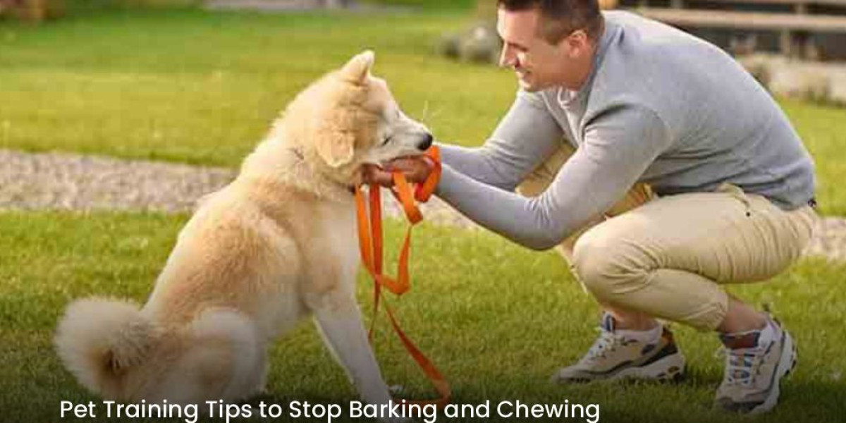 Pet Training Tips to Stop Barking and Chewing