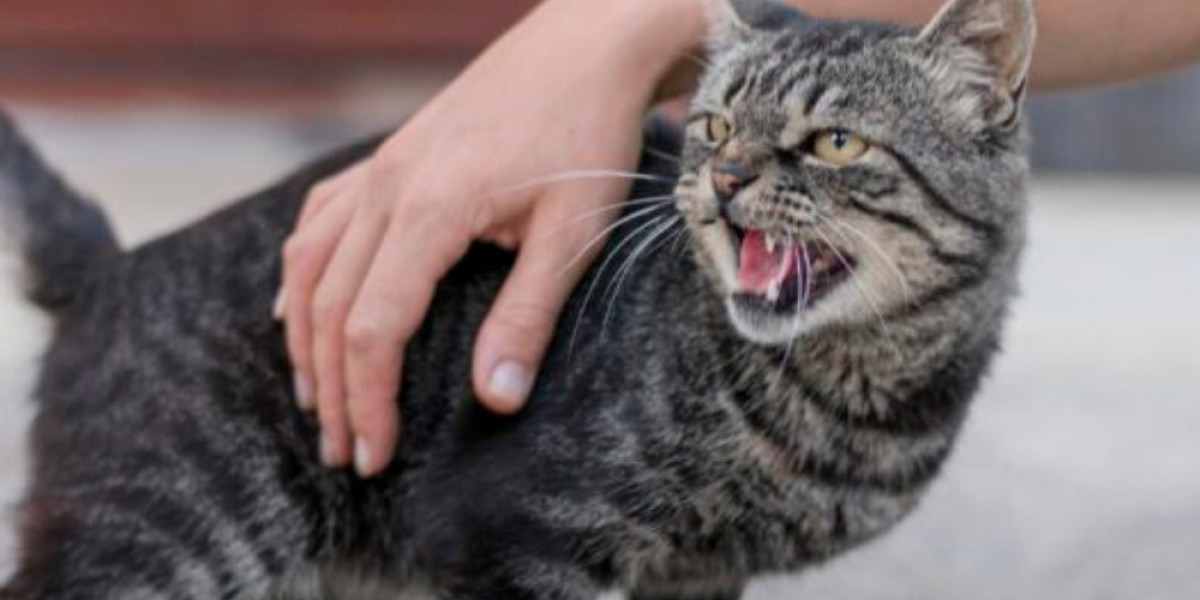 How to Choose the Right Antiseptic for Cats Safely