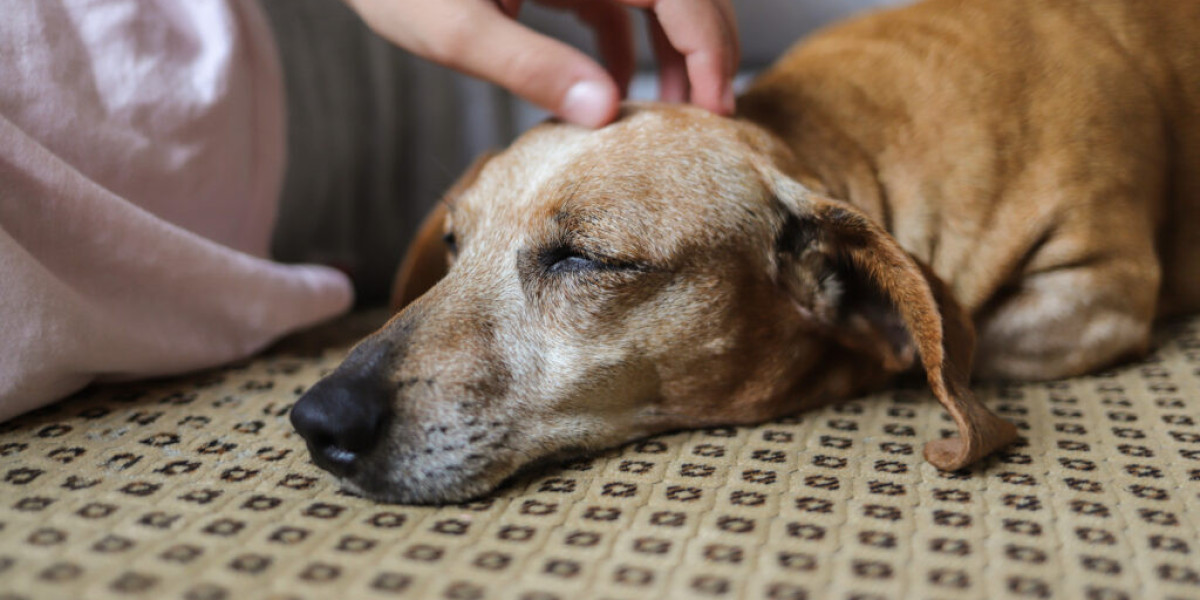 Benefits of Choosing Canine Euthanasia at Home