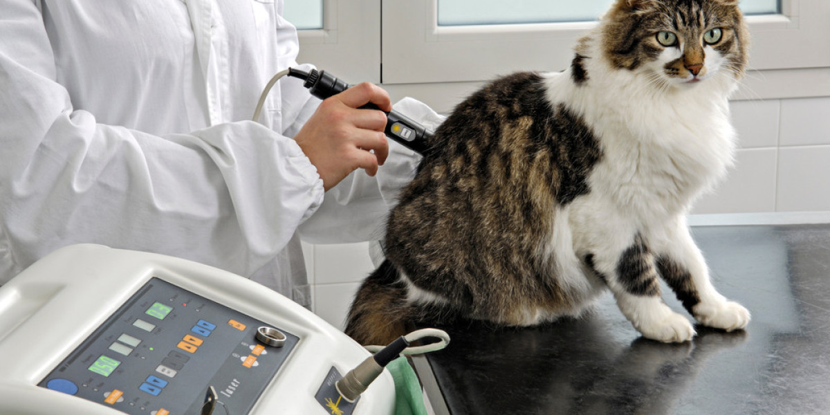 How Spaying Can Prevent Health Problems in Dogs