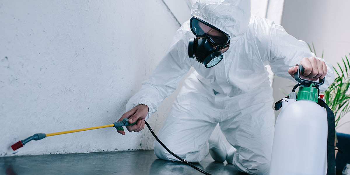 Pest Control Services Bromley for Fast Results