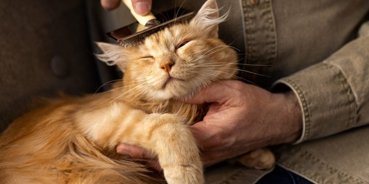How to Choose the Right Antiseptic for Cats Safely