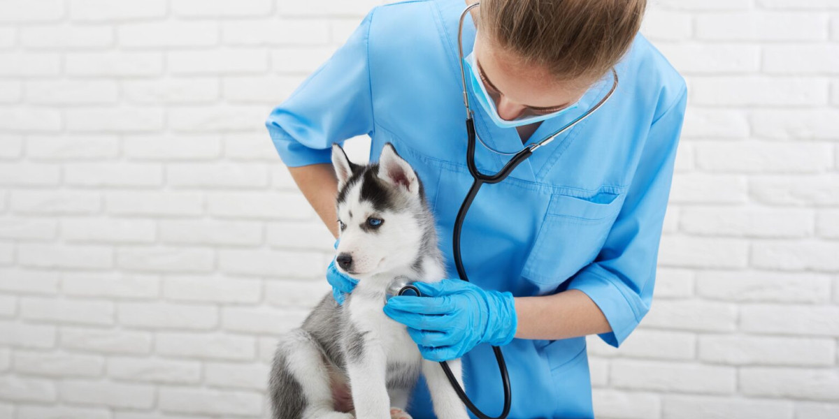 When Should You Take Your Pet to a Veterinarian?