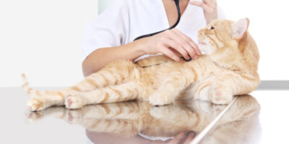 How to Choose the Best Tupelo Vet for Your Pet's Health Needs