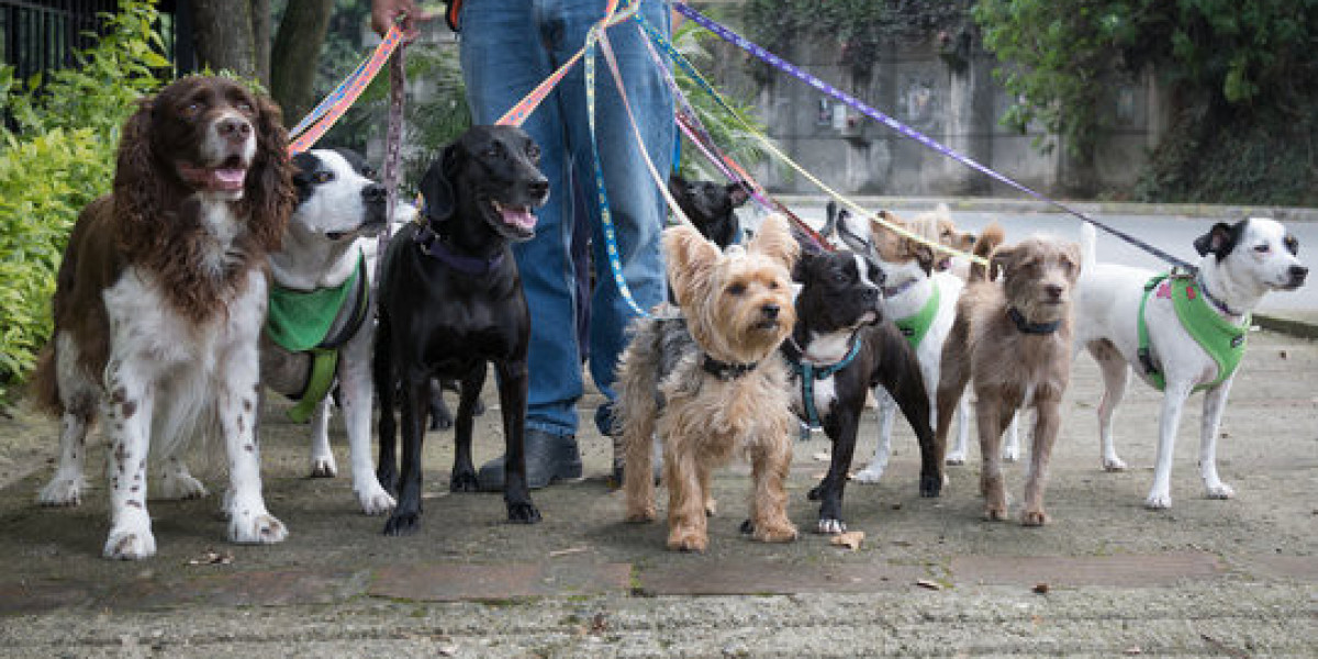 How to Start Your Own Daily Dog Walking Service?