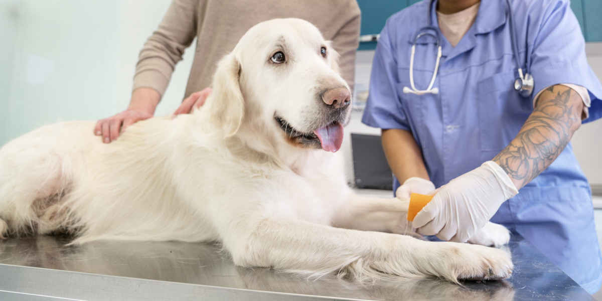 How to Clean and Care for a Dog Skin Injury Safely