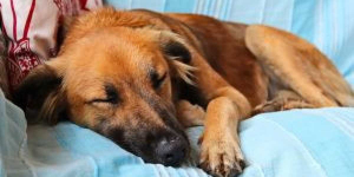 How to Clean and Care for a Dog Skin Injury Safely