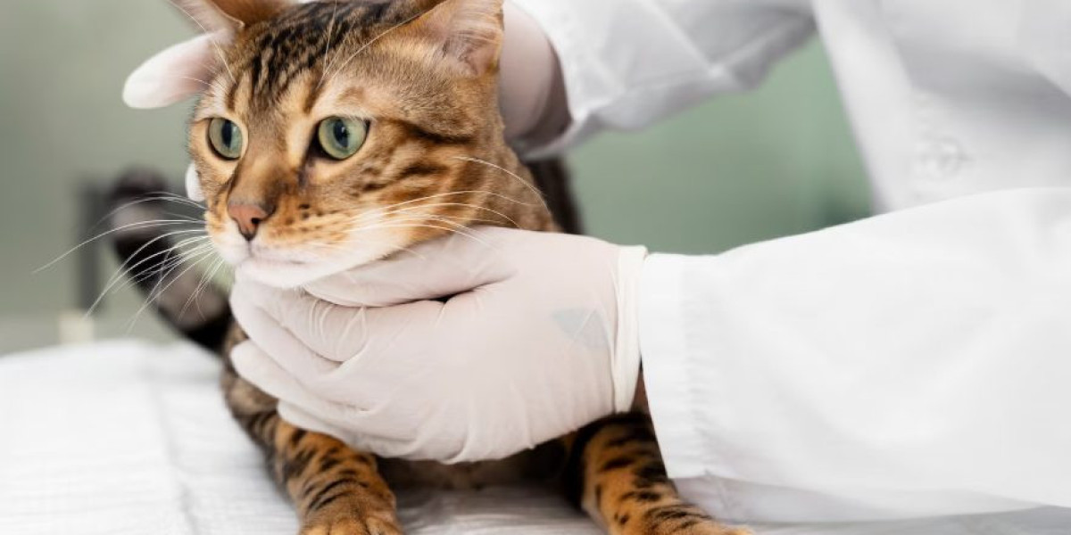 How to Choose the Right Antiseptic for Cats Safely