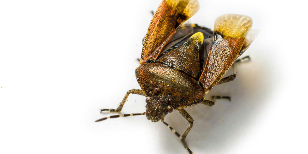 Bed Bug Infestation Warning Signs Every Perth Amboy Resident Should Know