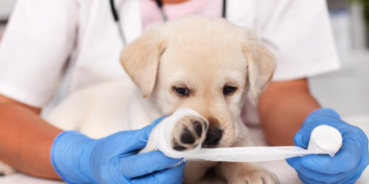 How to Find Cheap Pet Emergency Care Without Compromising Quality  
