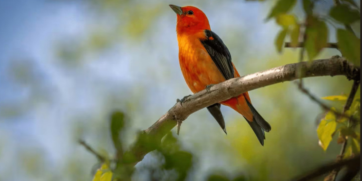 Use Professional Services for Bird Removal from Warehouse