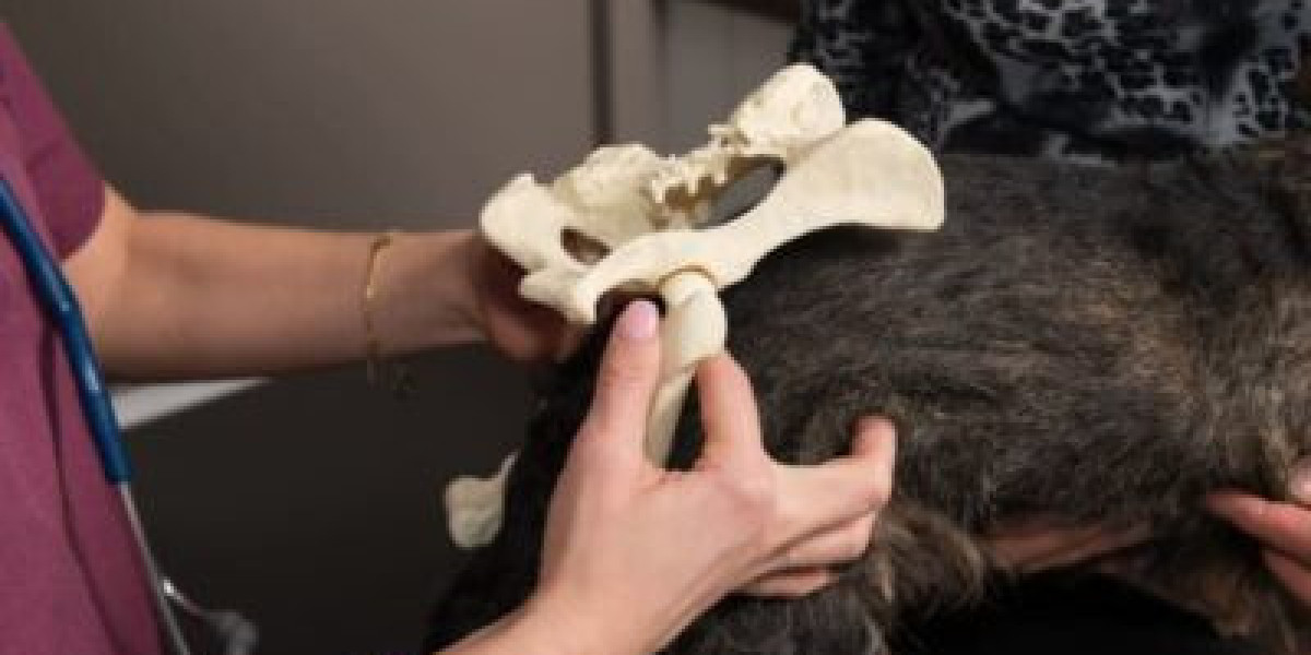How to Clean and Care for a Dog Skin Injury Safely
