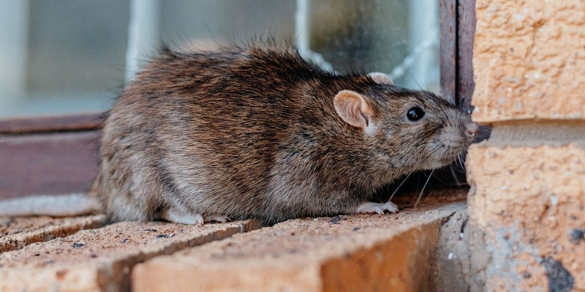 Fast Rat Removal Chislehurst – Emergency Solutions
