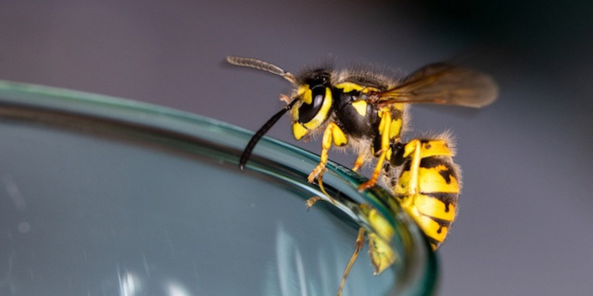 Affordable Wasp Nest Removal Belfast – Safe Solutions That Protect Your Property