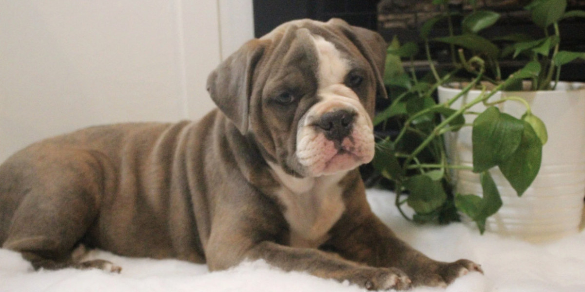 Finding a Trusted Bulldog Breeder Near Me and Exploring Stylish Bulldog Apparel for Your Pet