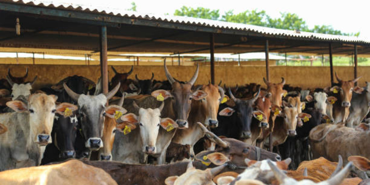 How India Animal Husbandry Market Will Evolve Over the Next Decade