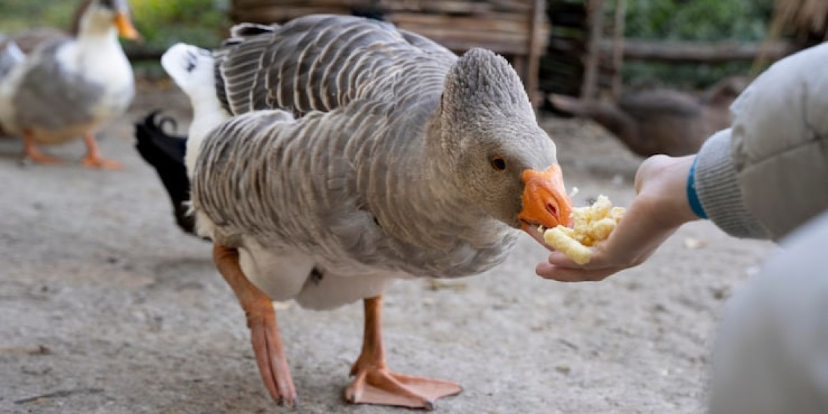 Year-Round Care for Domestic Birds and Poultry