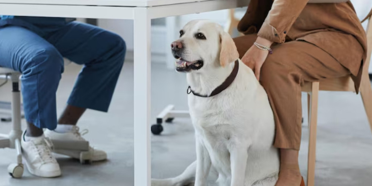 Dog Daycare Experience: What to Expect and Is Dog Daycare Worth It?