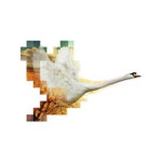 Cygnet Painting llc