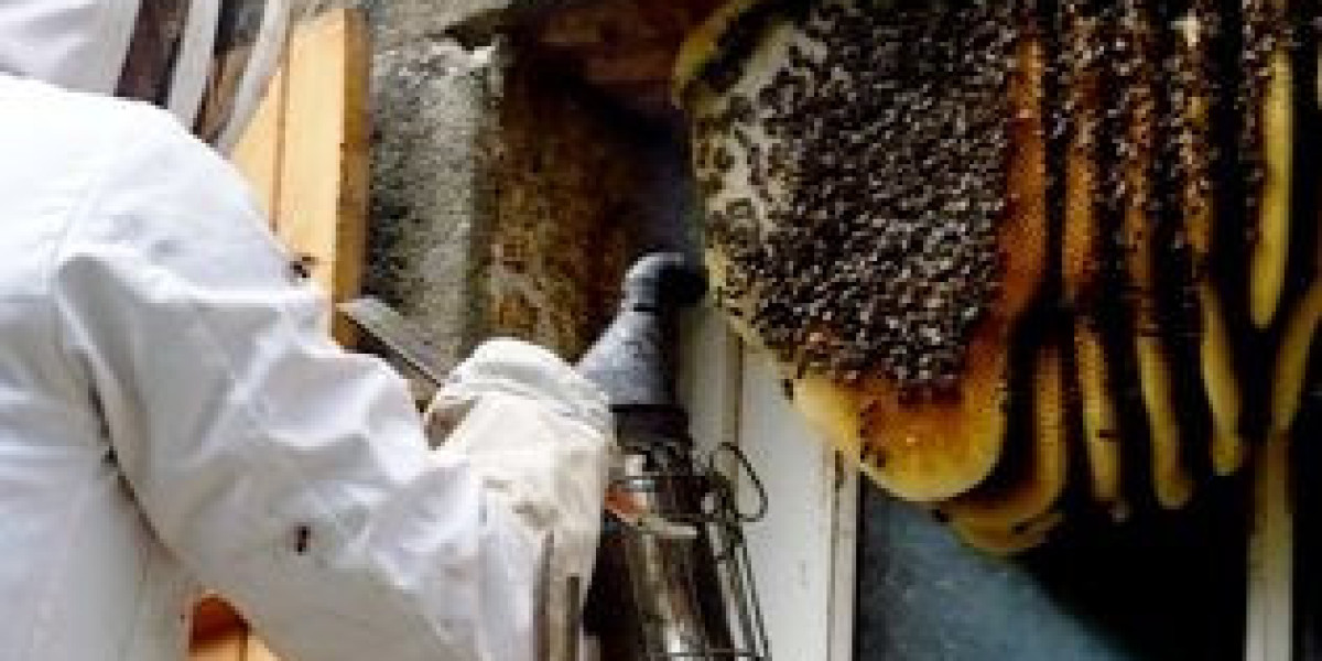 What Should You Do If You Find a Wasp Nest on Your Property?