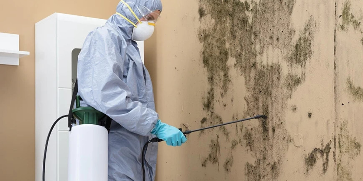 How to Hire the Best Mold Removal Company for Lasting Results