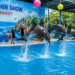 Dolphin show pattaya