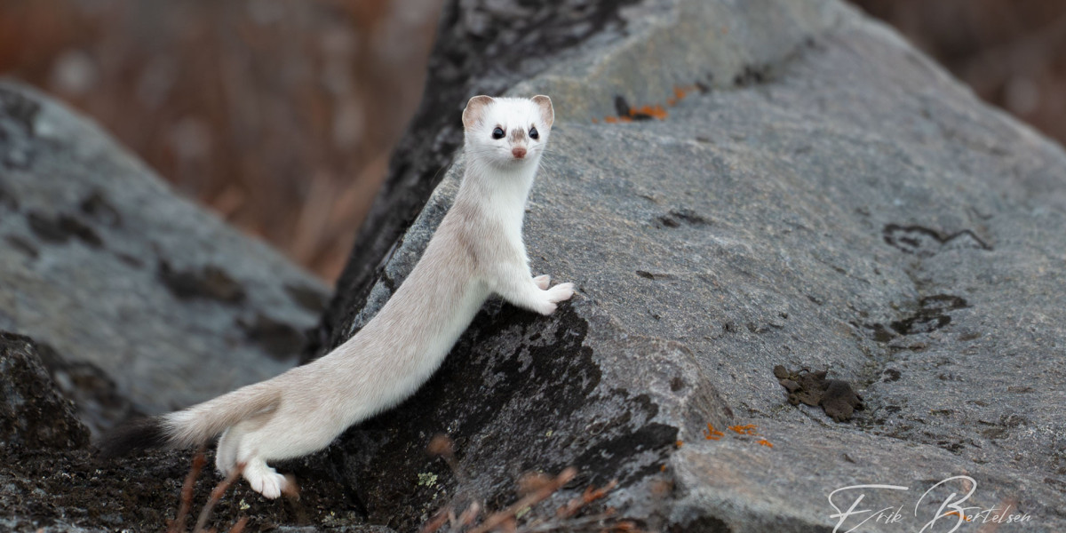 Discover the Wildlife of Churchill With Silver Bear Photo Tours
