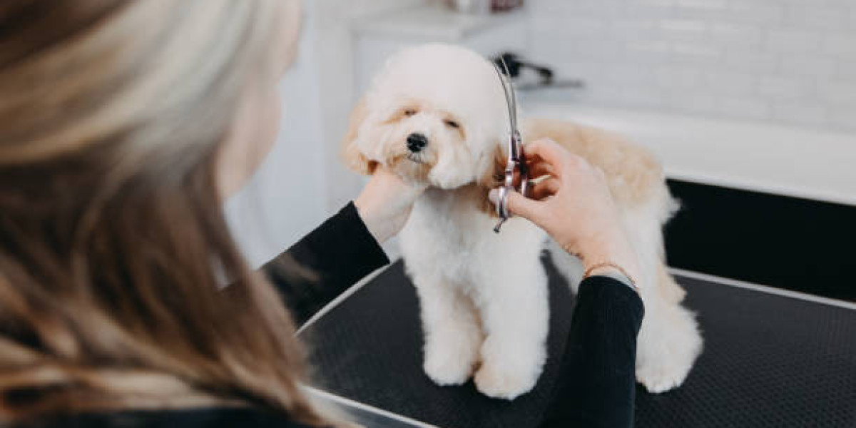 Grooming Day Without the Car Ride Chaos