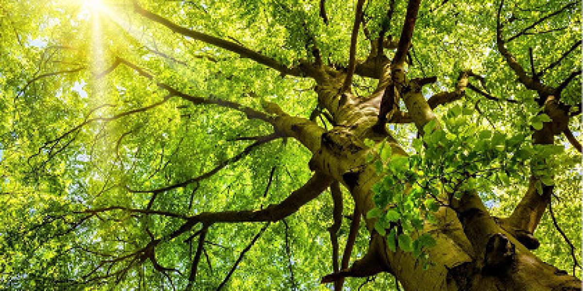 Trees by Forrest | Tree Contractors for Reliable Residential Tree Care