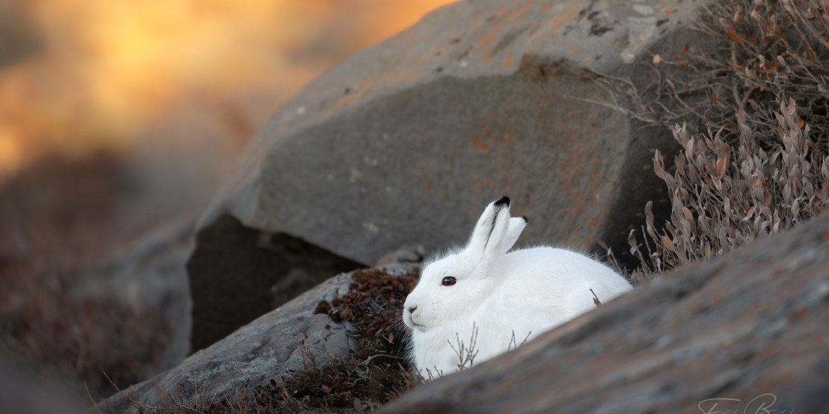 Discover the Wildlife of Churchill With Silver Bear Photo Tours